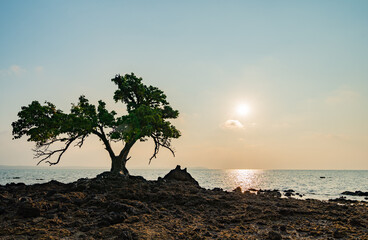 Sunset view with 1 tree on the beach, beautiful in the evening.