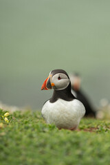 Atlantic puffins breeding, flying, standing in Ireland