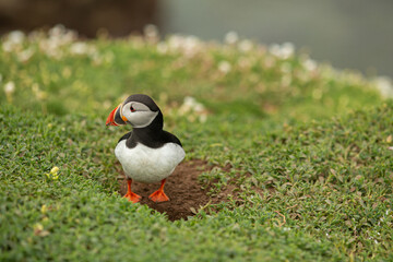 Atlantic puffins breeding, flying, standing in Ireland