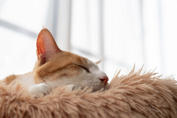 窓辺で眠る可愛い猫　茶トラ白