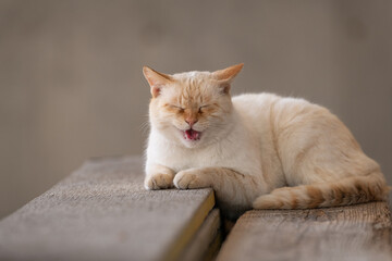 鳴いてアピールする猫