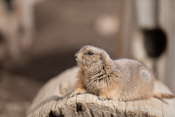 可愛いプレーリードッグ