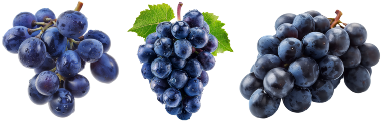 Blue grapes collection, set of fresh grapevines isolated on a transparent background