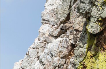 Griffon vulture leaning on a rock fixing or building its nest with small branches. Monfrague park.