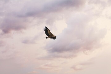 Griffon vulture in the foreground flying over the skies at sunset with the warm colored clouds