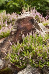 Rocky peak with heather (Erica), in the Thuringian Slate Hills, Germany