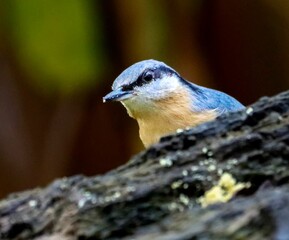 small blue bird sitting on top of a tree branch with bark