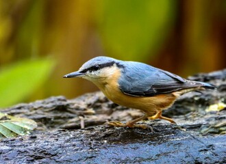 an orange, black and white bird stands on top of a piece of wood