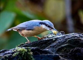 a small bird eating food on a rock with lots of leaves behind it