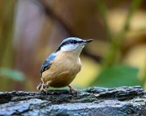 a small bird perched on top of a tree trunk stump