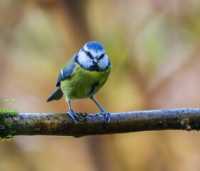 a blue and white bird is sitting on a tree branch