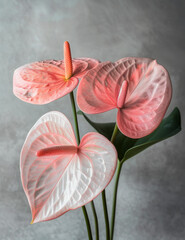 Close-Up of Pink Anthuriums Against Gray Background