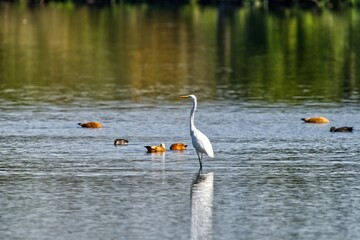a long - necked bird standing on the edge of the lake