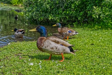 several ducks walking along a body of water surrounded by trees