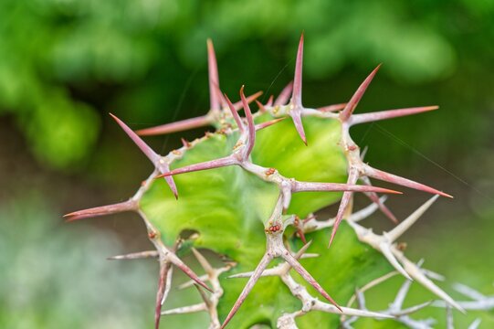 a thorning cactus plant is sprinkled with small thorns