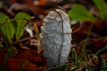 a mushroom covered with white fungus on the ground in leaves