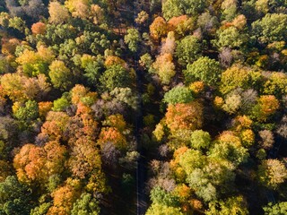Aerial view of a lush green forest o a sunny day