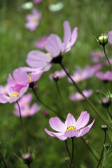 Fototapeta premium Closeup of purple cosmos flowers in a green field
