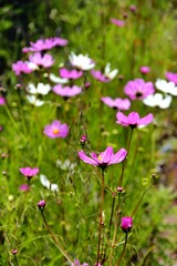 Fototapeta premium Closeup of purple cosmos flowers in a green field