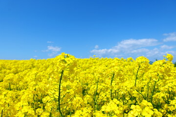 Obraz premium 横浜町の菜の花畑。横浜、青森、日本。５月中旬。