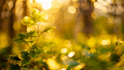Blurred abstract spring background with green leaves,golden tone