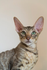 Porträt einer jungen getigerten Cornish Rex Katze