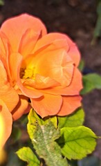 orange rose flower