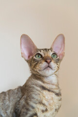 Porträt eines jungen getigerten Cornish Rex Kater