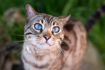 blauäugige Bengal Katze schaut niedlich nach oben
