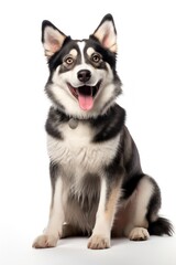 A dog sitting on white background looking at the camera.
