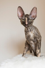 Porträt einer jungen Cornish Rex Katze