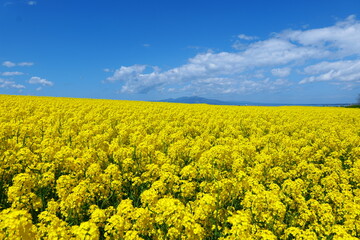 Obraz premium 横浜町の菜の花畑。横浜、青森、日本。５月中旬。