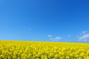 Fototapeta premium 横浜町の菜の花畑。横浜、青森、日本。５月中旬。
