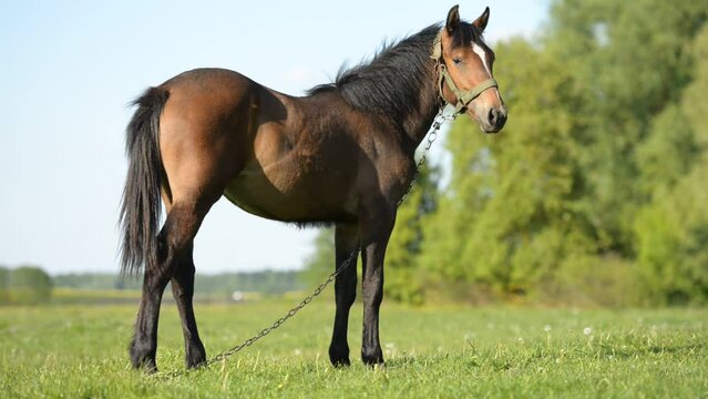 A young brown horse stands in full growth on a meadow of green grass on a summer day. Low angle view.