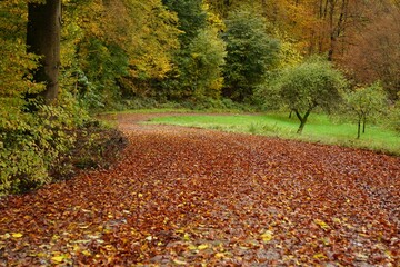 a road covered in lots of autumn colored leaves in a park