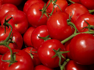 Tomatoes on a branch, red, fruit, bulk, health, botany, vegetable, healthy, market, sale