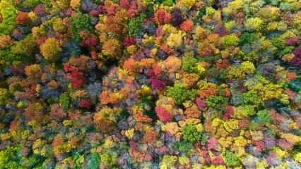 Aerial view of a wooded area in autumn season with vivid colors