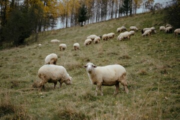 Obraz premium Flock of sheep grazing on a grassy hillside