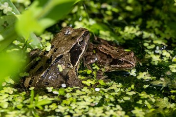 two frogs sitting in the middle of some water plants and flowers