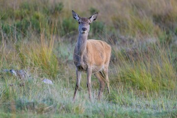 a small deer is standing in the tall grass and plants