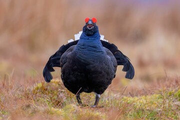 a bird with an orange head standing in the middle of a field