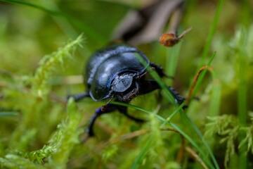 a black bug is sitting on some green plants in the grass
