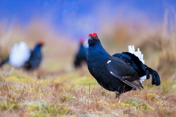 two large black birds in a field on brown grass and weeds