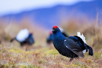 blue birds are standing around in the grass on the ground