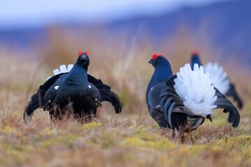the birds are in the grass together fighting over something on the ground