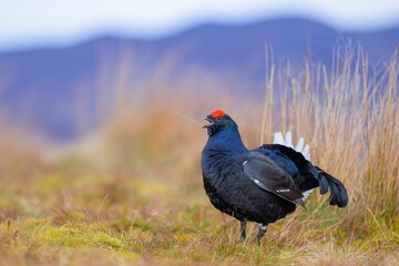 a bird is standing on a grass field with mountains in the background