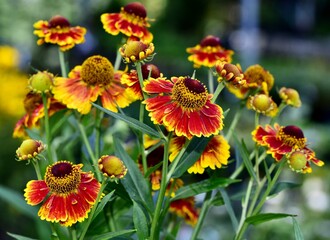 Bouquet of Helenium autumnale 'Salud' flowers set against bright green foliage
