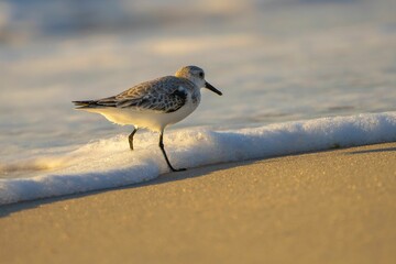 a sandpiper walks on the beach next to the waves