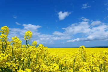 Obraz premium 横浜町の菜の花畑。横浜、青森、日本。５月中旬。