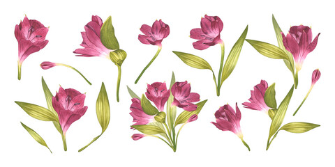 Set: Bright alstroemeria buds, exotic pink flower. Watercolor illustration. Flowers with greenery. For spring card design, background, packaging, flower shop